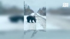Който го е страх от мечки да не ходи в гората… Мечка обаче щъка на пътя ВИДЕО