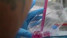 Що е то: Синтетичен ембрион, без използване на сперма и яйцеклетка?