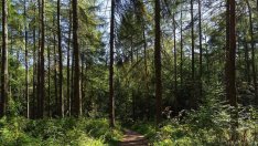 Откриха прострелян полицай в гора край Варна