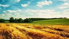 Цените на нивите и рентите във Варненско падат