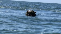 Откриха плаваща мина в Черно море 