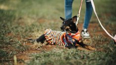 Виц на деня - 30 септември