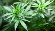 56-годишен мъж бе осъден за отглеждане на канабис във Варна