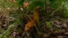 Във Варна пак търсят змиеловец