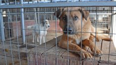 Търси се ветеринарен лекар за приюта за безстопанствени кучета в с. Каменар