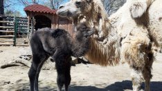 Ново бебе радва посетителите на зоокъта във Варна (СНИМКИ)