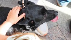 БСП внесе промени в Наказателния кодекс срещу насилието над животни