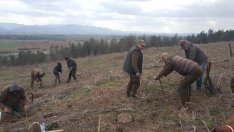 109 декара във Варна залесява Горското тази година