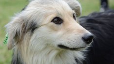 Приютът за кучета се включва в изложението "Порода любов"