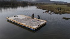 Изграждат изкуствен остров за птици във Варненското езеро