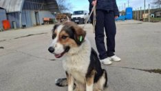 Капацитетът на приюта за кучета в Каменар е запълнен