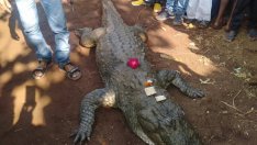 В Австралия „задържаха” 600-килограмов крокодил, изял 12 кучета