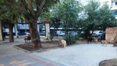 Във Варна: Продължават да умуват как да се справят с бездомните кучета в града