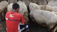 Овцевъди алармират: Оставаме без мляко