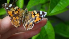 България е сред най-богатите на пеперуди страни в Европа (СНИМКИ)