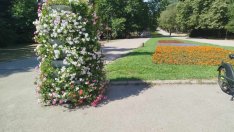 Обработват Морската градина срещу чемширов молец