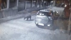 Мечка се разходи по улиците на Карлово