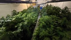 Повдигат обвинения на трима за оранжериите с канабис, разкрити в къщи за гости край Варна