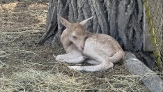 Бейби бумът в зоопарк Варна продължава