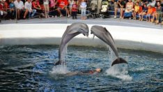 Делфинариумът във Варна открива летния сезон