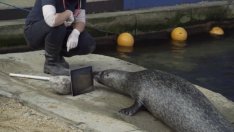 Разделиха похотливи тюлени, сега общуват чрез iPad
