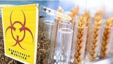 ГМО-пшеницата отново е на дневен ред. Ще изхрани милиони