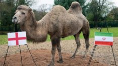 Kамила e новият футболен оракул