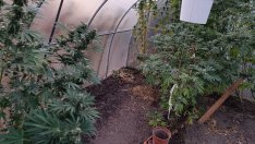 Троен удар на варненската полиция срещу наркопрестъпността