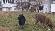 Helpbook сигнал: Глутница кучета нападат хора пред варненски магазин