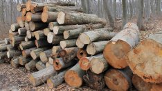 6601 проверки са извършили горските в Североизточна България през октомври