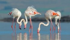 Какво е състоянието на птиците в България?