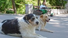 Около 1/3 от бездомните кучета във Варна са кастрирани