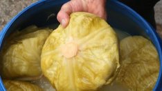 БАБХ хвана над 28 тона кисело зеле с изтекъл срок на годност