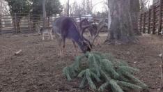 Зоопаркът във Варна напомня: Не изхвърляйте коледните елхички