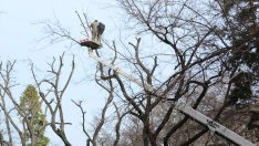 Махат 12 изсъхнали дървета по бул. "Приморски" във Варна