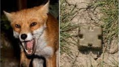 Започва есенна ваксинация на лисиците срещу бяс