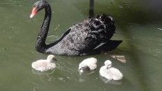 Двойката черни лебеди във Варна вече има поколение