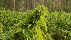 Съдят варненец за плантация за марихуана в с. Юнец