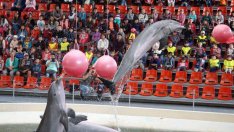 Варненският делфинариум навършва днес 40 години