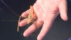 Русенски рибари ловят ...скариди в Дунав