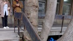 Дървета рушат варненска поликлиника (СНИМКИ)