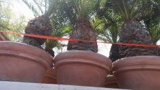 Палми отново ще красят Варна