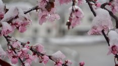 7,5 млн. евро от селскостопанския резерв на ЕС получава България