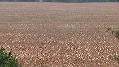 Сушата съсипа реколтата от царевица и слънчоглед в Добруджа