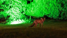 Лисици и чакали щъкат из Варна