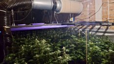 Разбиха наркооранжерия във Варна