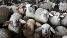 Между 25 лв. и 29 лв. за кг ще струва агнешкото месо за Великден