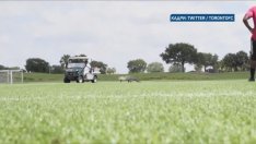 Алигатор прекъсна футболна тренировка