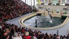 Кметът на Варна спира разширението на Делфинариума