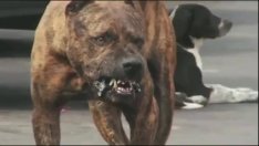 Питбули разкъсаха куче и нахапаха стопанина му във Варна